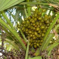 PalmettoBerry