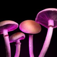 Mushrooms_ Mushrooms_